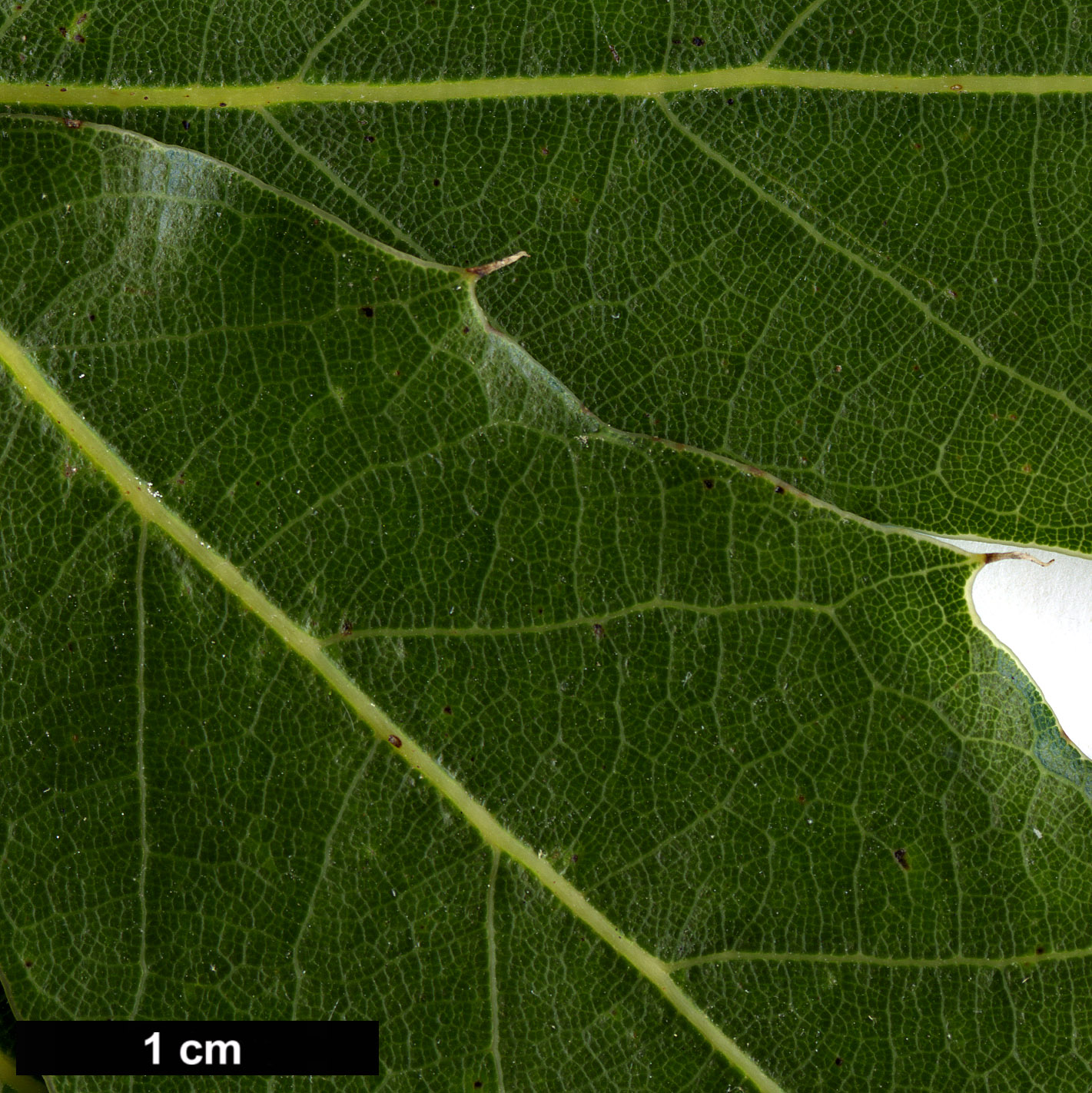 High resolution image: Family: Fagaceae - Genus: Quercus - Taxon: acutifolia